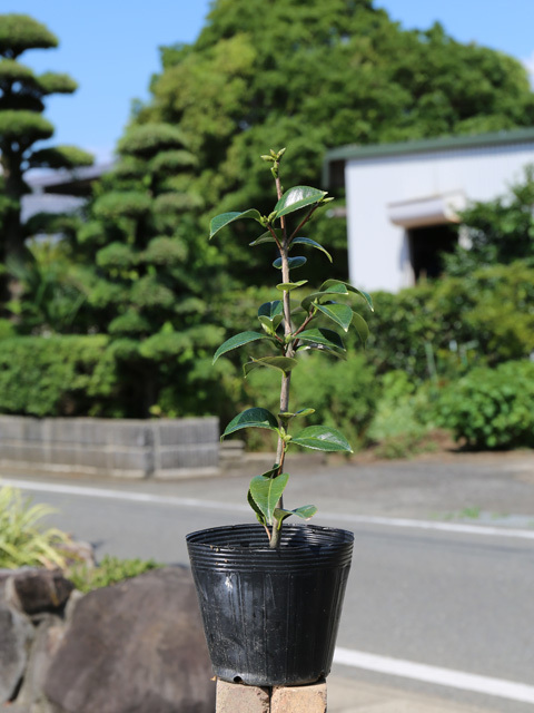 ツバキ オトメツバキ 0.3m 15cmポット 5本 苗拍卖