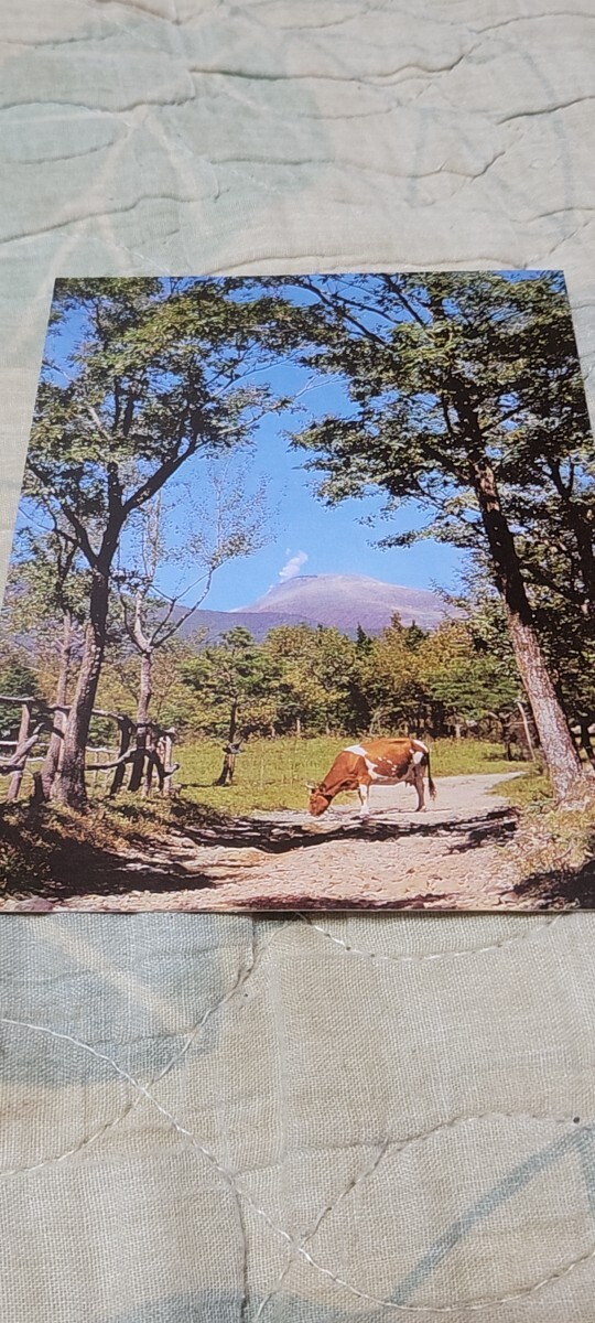 2307 絵葉書 那須高原 朝日に輝く那須岳(南ヶ岡牧場)拍卖