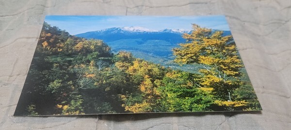 2376 絵葉書 乗鞍岳 紅葉の白樺峠より新雪の乗鞍岳を望む拍卖