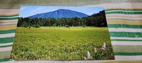 2546 絵葉書 奥日光小田代原の夏の高山植物と男体山拍卖