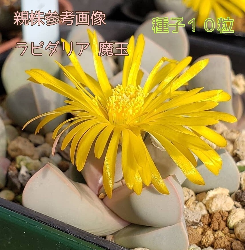 種子10粒 Lapidaria margaretae ラピダリア 魔玉 一属一種 多肉植物 ビザールプランツ 珍奇植物拍卖