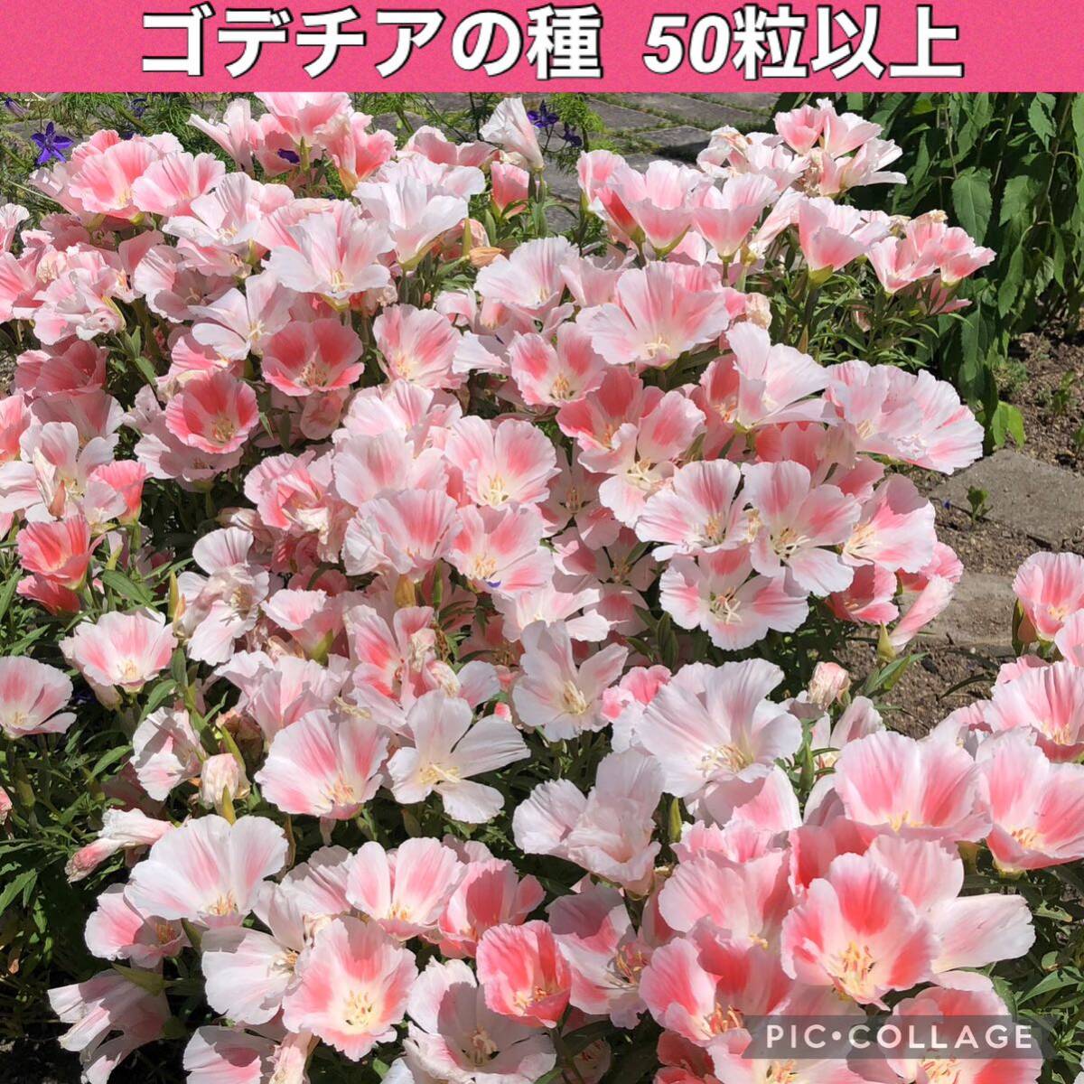ゴデチアの種拍卖