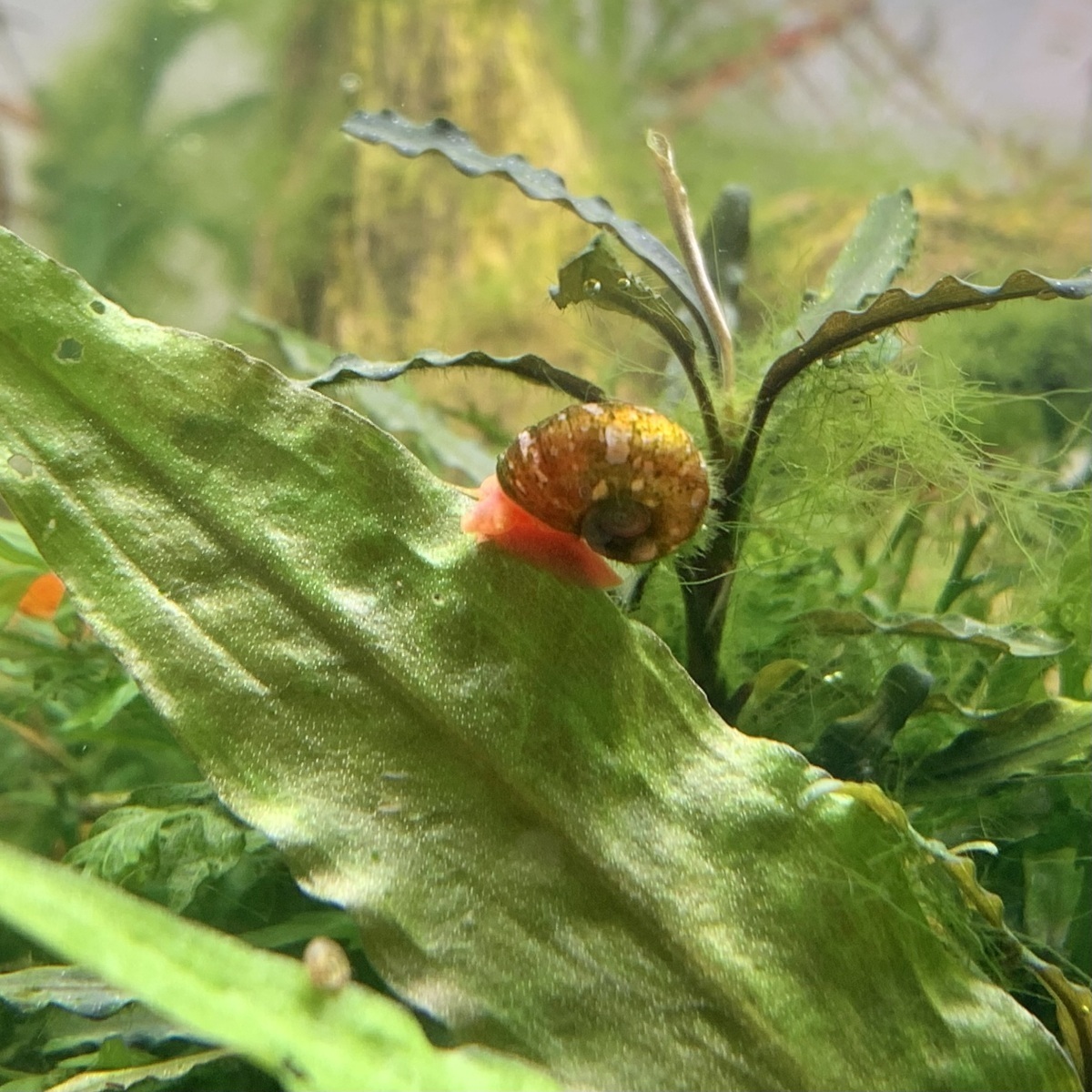 レッドラムズホーン 10匹 ※サイズ指定不可 貝 コケ対策 メンテナンスフィッシュ拍卖