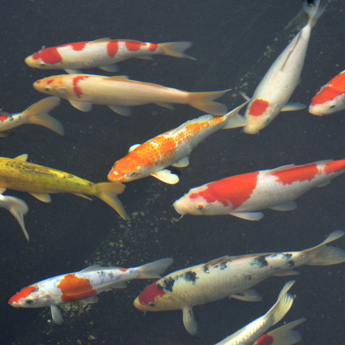 錦鯉MIX S-SM 6-12cm 3匹 色は来てからのお楽しみ カラー/サイズ/雌雄指定不可 生体 ニシキゴイ拍卖