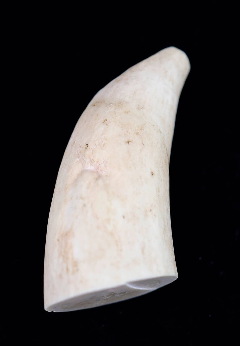 マッコウクジラ 稀有な部位 鯨歯 1本物 牙 抹香鯨 古美術 細密細工 彫刻材 天然素材 根付 揚物 印材 拍卖