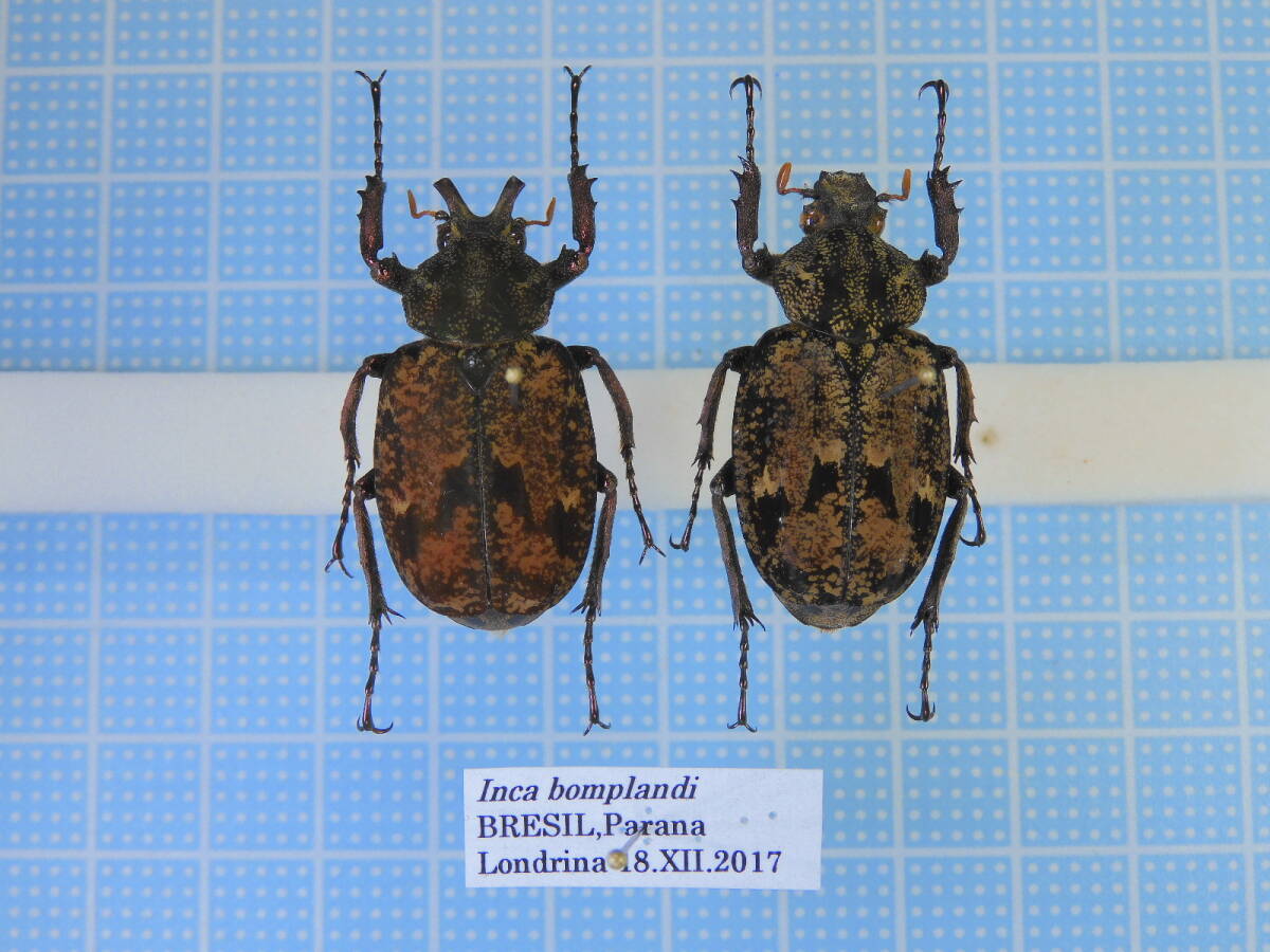 ☆ブラジル産 シモフリインカツノコガネ 31mm 32mm拍卖