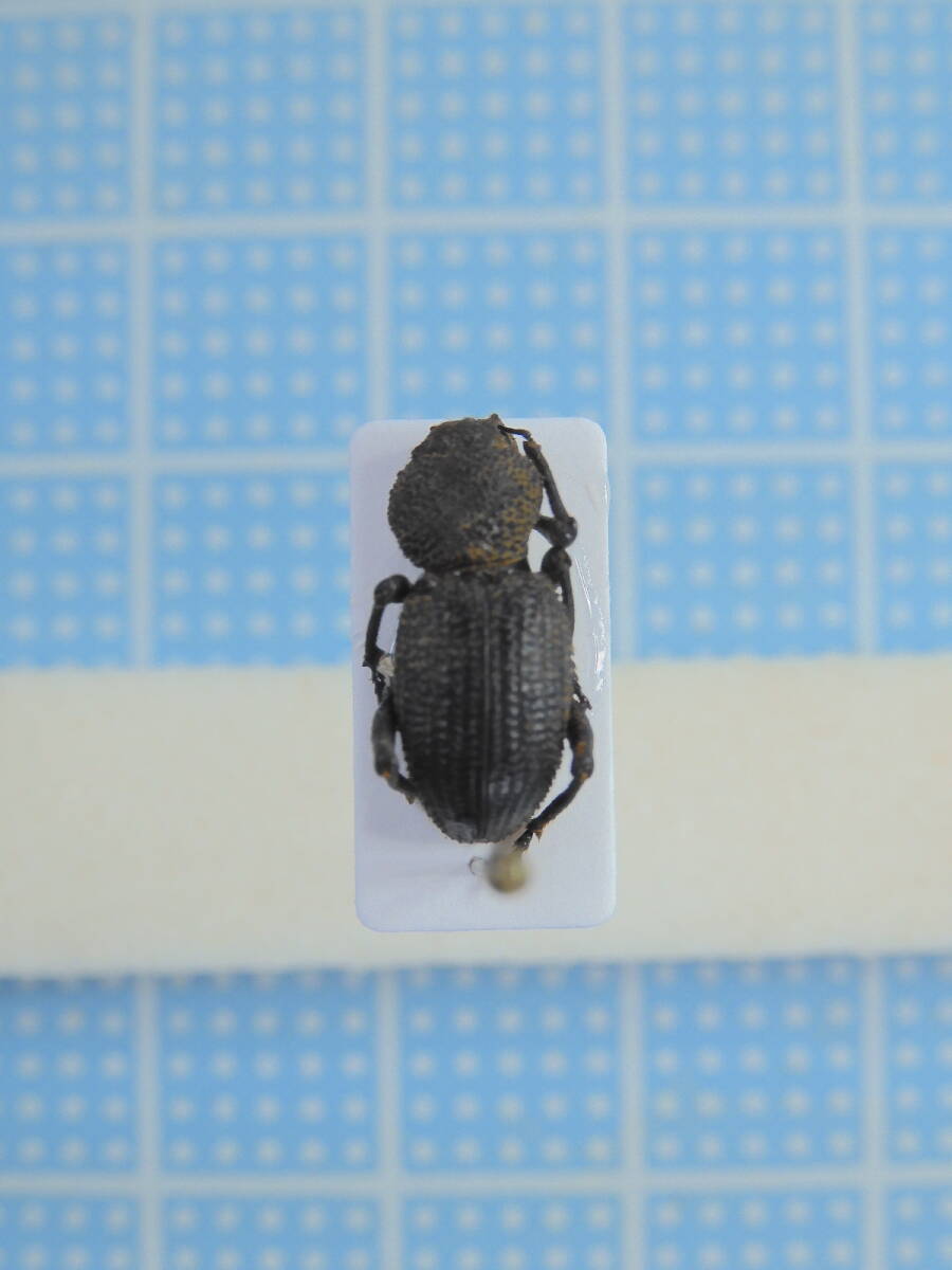 ☆オーストラリア産 ゴミムシダマシ 13mm拍卖