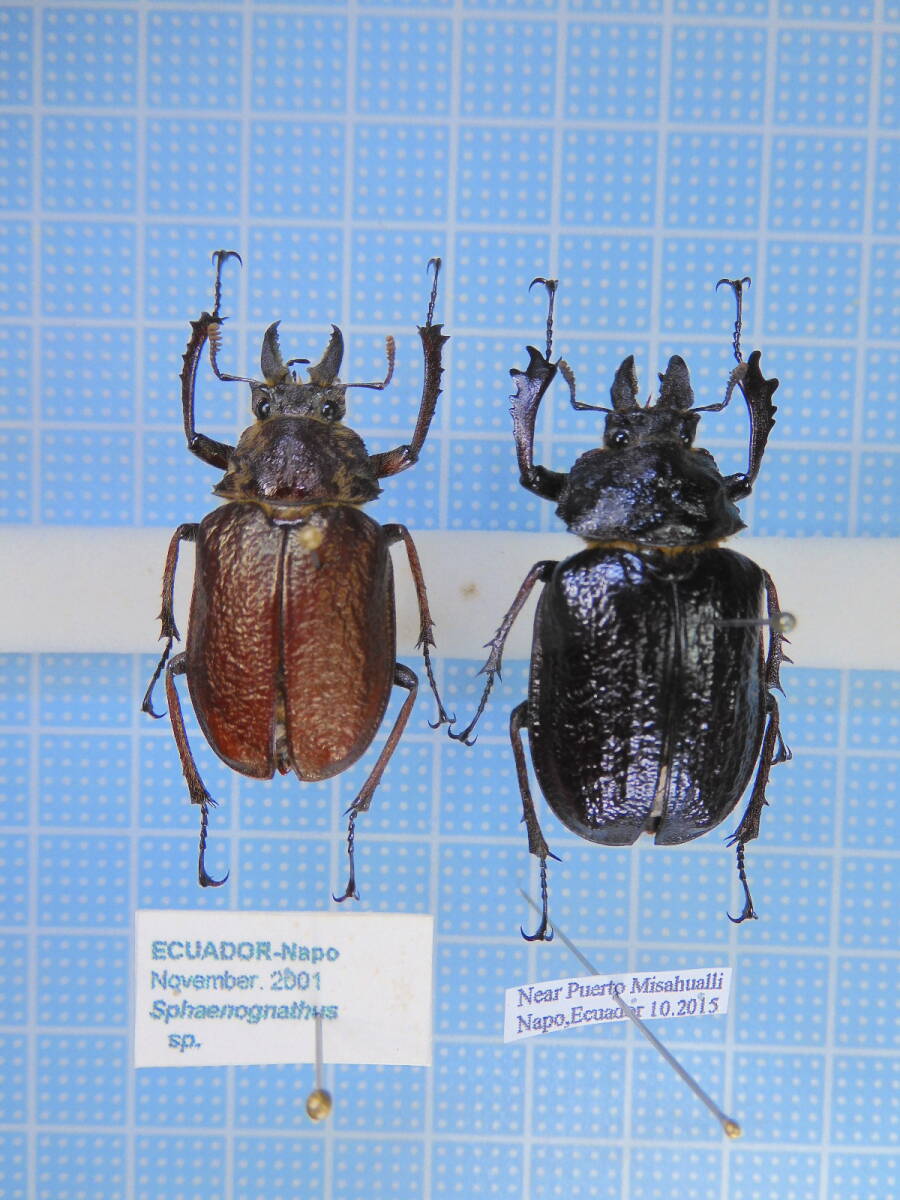 ☆エクアドル産 コルベイシワバネクワガタ? 32mm 34mm拍卖