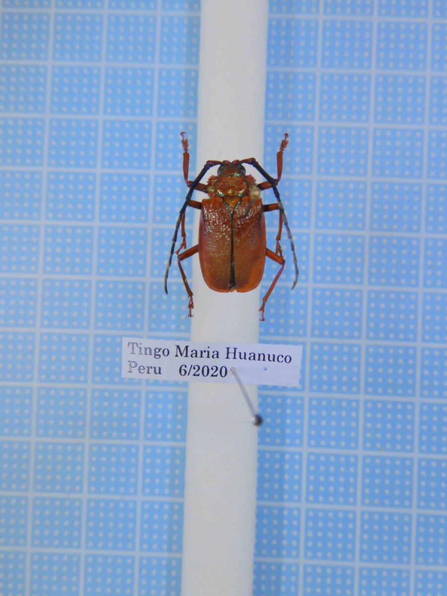 ☆ペルー産 ウスバカミキリ 16mm拍卖