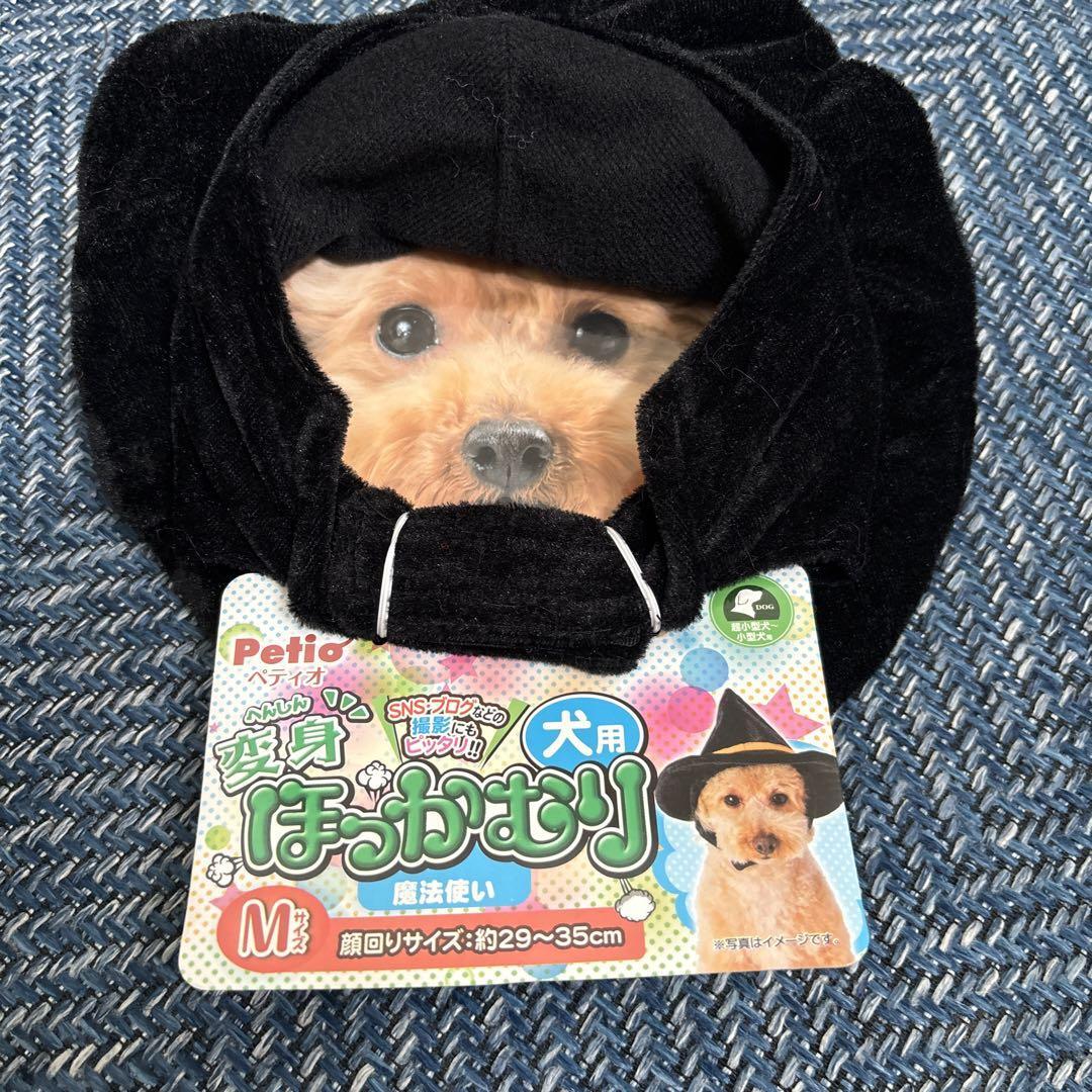 ハロウィン 【新品】ペット 犬用品 犬用 変身 帽子 かぶりもの 魔法使い M拍卖