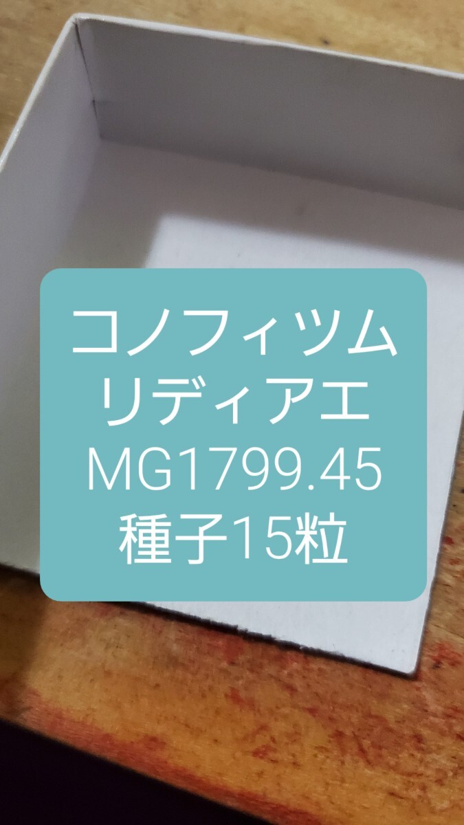 コノフィツム リディアエ MG1799.45 種子15粒拍卖