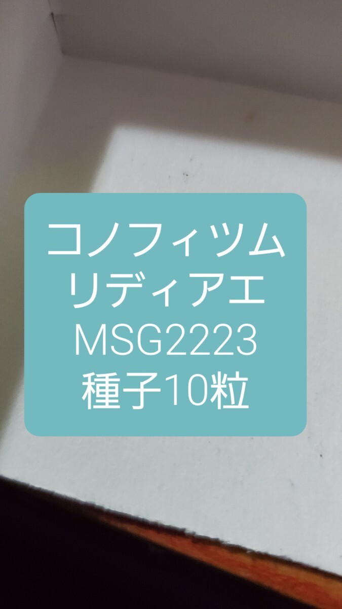 コノフィツム リディアエ MSG2223 種子10粒拍卖