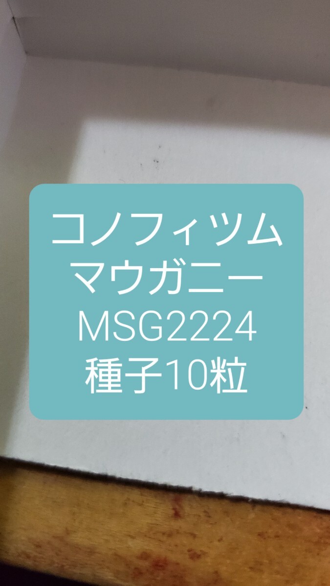 コノフィツム マウガニー, MSG2224 種子10粒拍卖