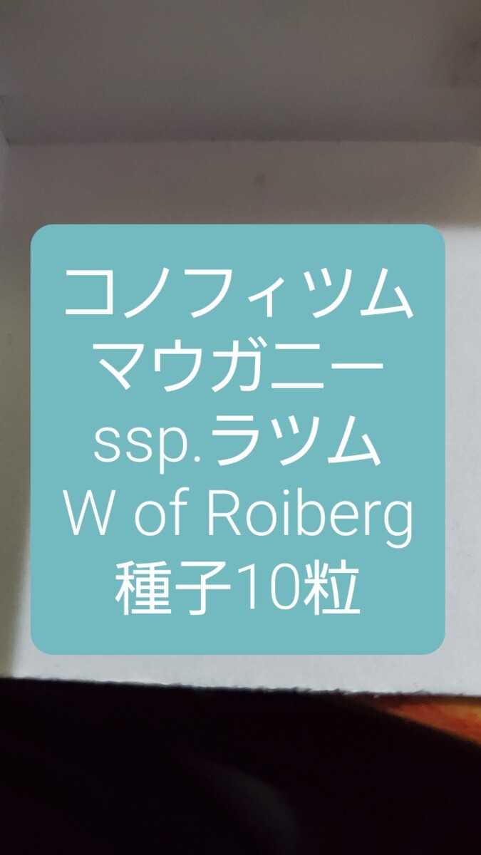コノフィツム マウガニー ssp.ラツム, W of Roiberg 種子10粒拍卖