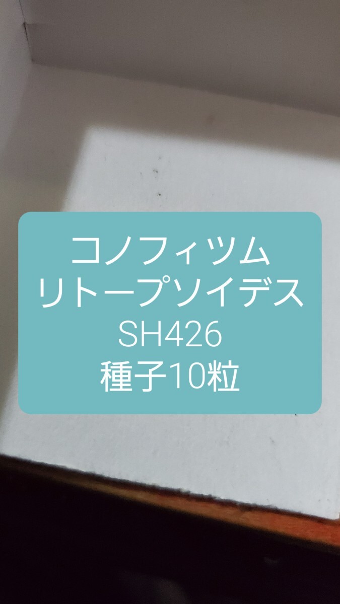 コノフィツム リトープソイデス SH426 種子10粒拍卖