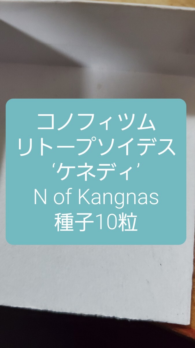 コノフィツム リトープソイデス ‘ケネディ’, N of Kangnas 種子10粒拍卖