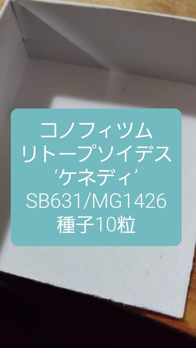 コノフィツム リトープソイデス ‘ケネディ’ SB631/MG1426 種子10粒拍卖