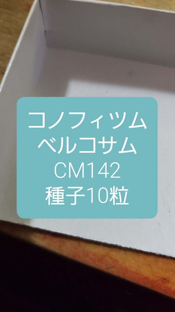 コノフィツム ベルコサム CM142 種子10粒拍卖