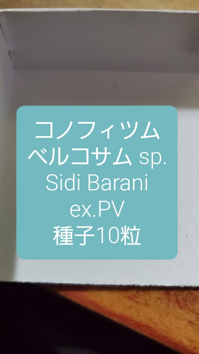 コノフィツム ベルコサム sp., Sidi Barani 種子10粒拍卖