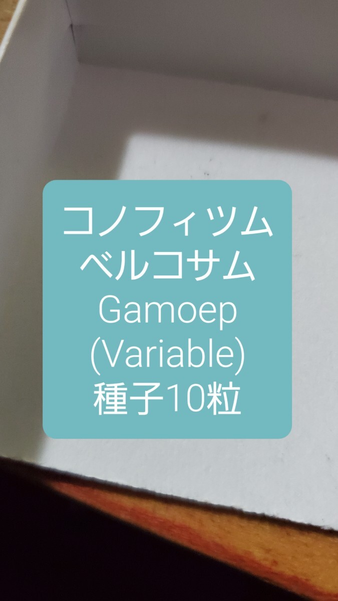 コノフィツム ベルコサム, Gamoep (variable) 種子10粒拍卖