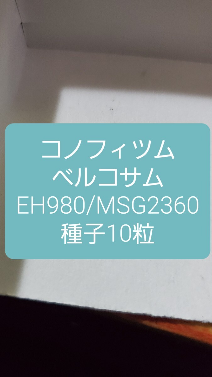 コノフィツム ベルコサム EH980/MSG2360 種子10粒拍卖