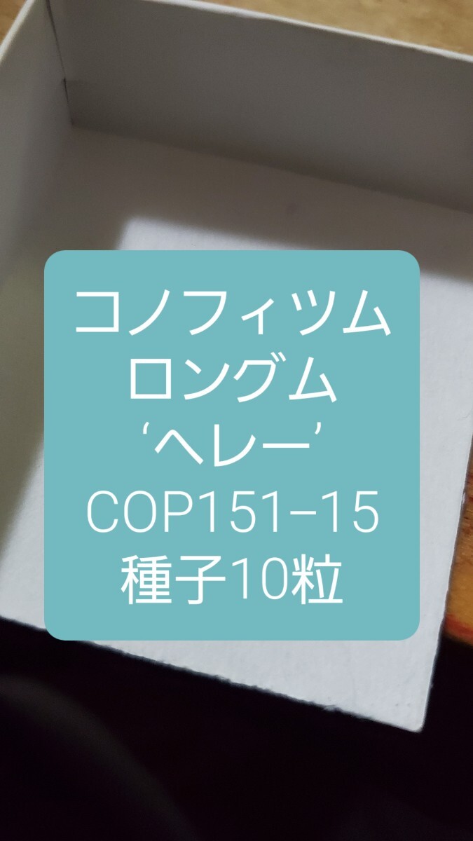 コノフィツム ロングム ‘ヘレー’ COP151-15 種子10粒拍卖