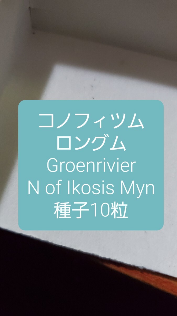 コノフィツム ロングム, Groenrivier 種子10粒拍卖