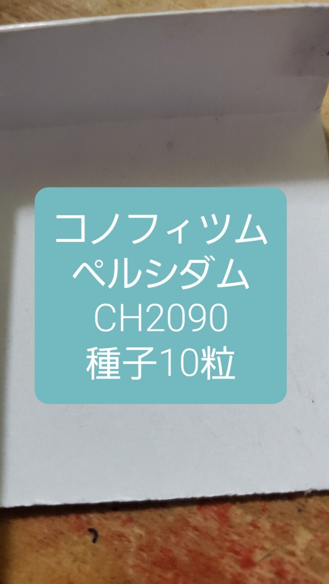コノフィツム ペルシダム CH2090 種子10粒拍卖