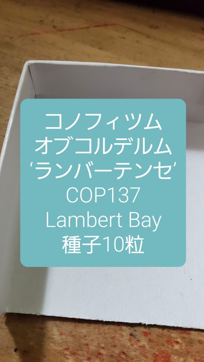 コノフィツム オブコルデルム ‘ランバーテンセ’ COP137 種子10粒拍卖