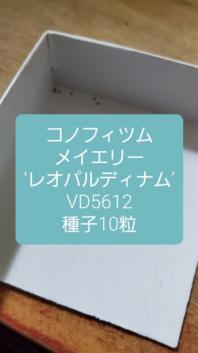 コノフィツム メイエリー ‘レオパルディナム’ VD5612 種子10粒拍卖