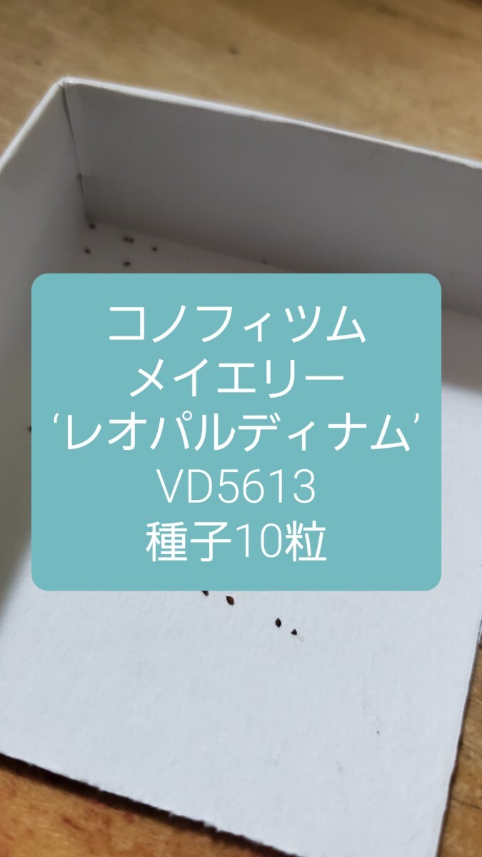 コノフィツム メイエリー ‘レオパルディナム’ VD5613 種子10粒拍卖
