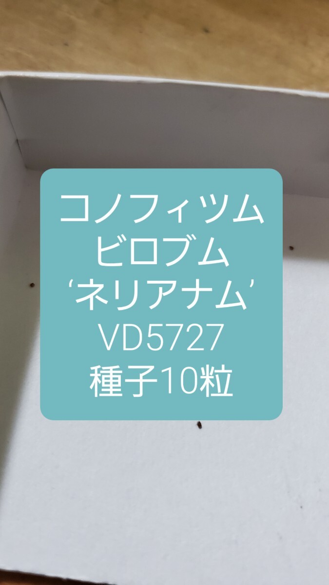 コノフィツム ビロブム ‘ネリアナム’ VD5727 種子10粒拍卖
