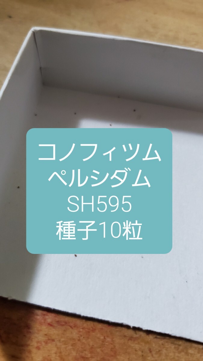 コノフィツム ペルシダム SH595 種子10粒拍卖
