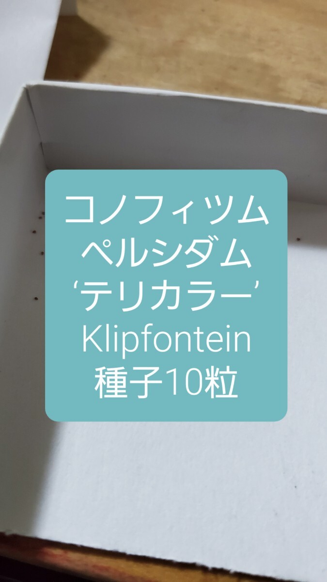コノフィツム ペルシダム ‘テリカラー’, Klipfontein 種子10粒拍卖