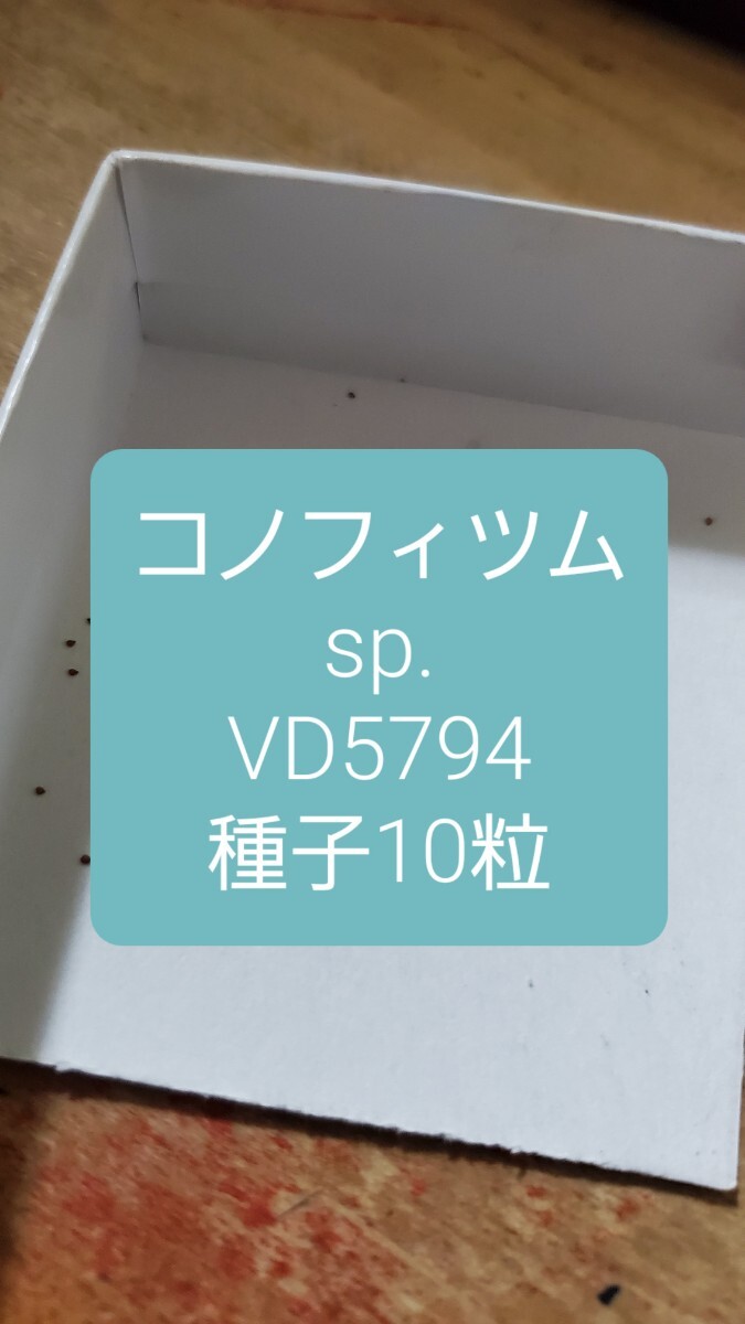 コノフィツム sp. VD5794 種子10粒拍卖