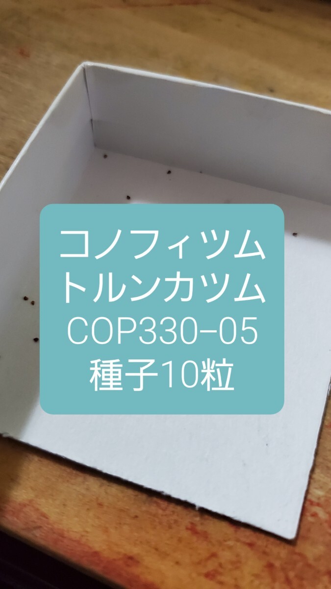 コノフィツム トルンカツム COP330-05 種子10粒拍卖