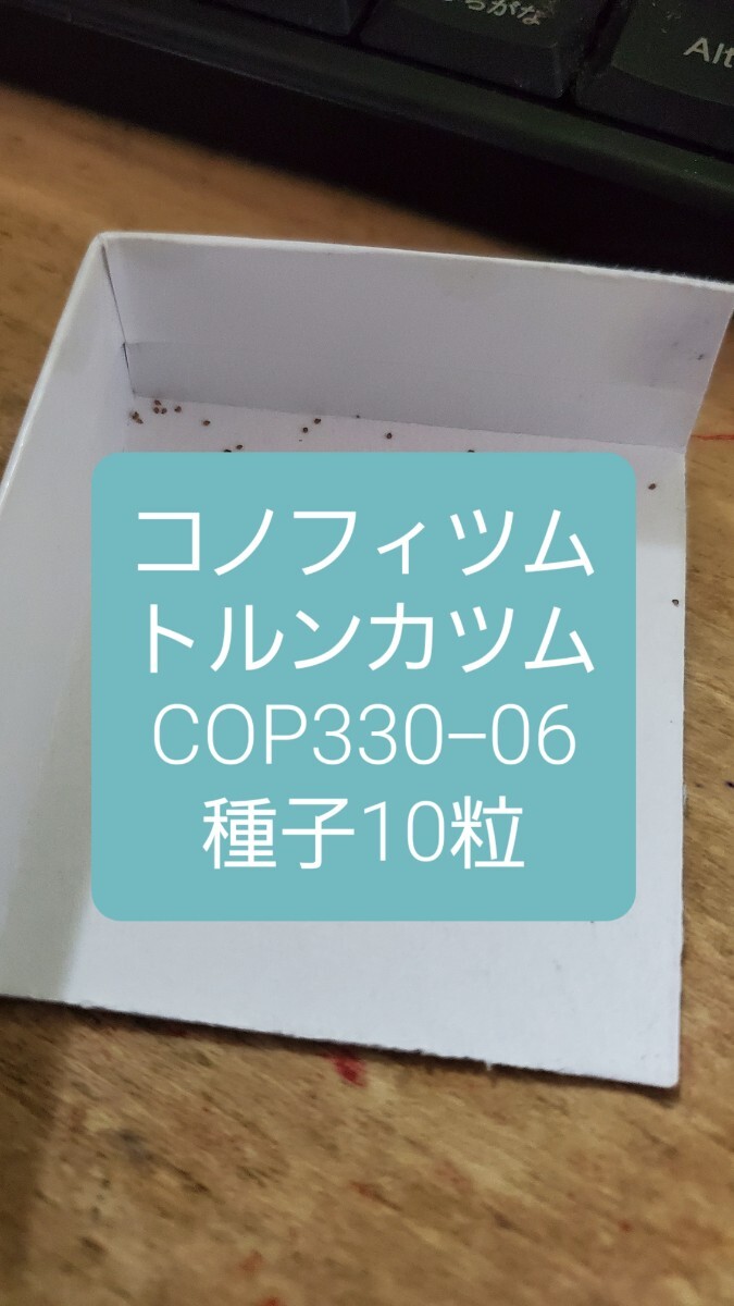 コノフィツム トルンカツム COP330-06 種子10粒拍卖