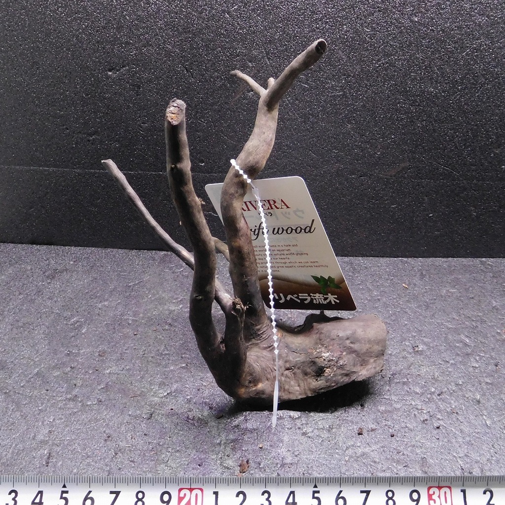 枝流木 リベラ ウッドルーツS 1点物 No.089 天然 デルフィス アク抜き済み レイアウト アクアリウム RIVERA拍卖
