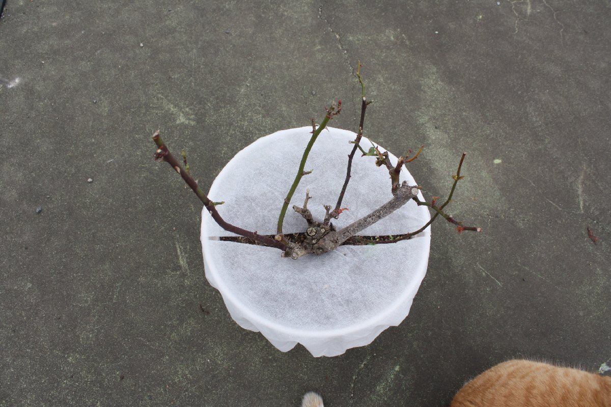☆寒さ除け 不織布☆プランターに 虫よけ、保湿、雑草除け、冬:霜よけ、寒さ除け、保温 バラ ガブリエル わかな 結愛 コガネムシ拍卖