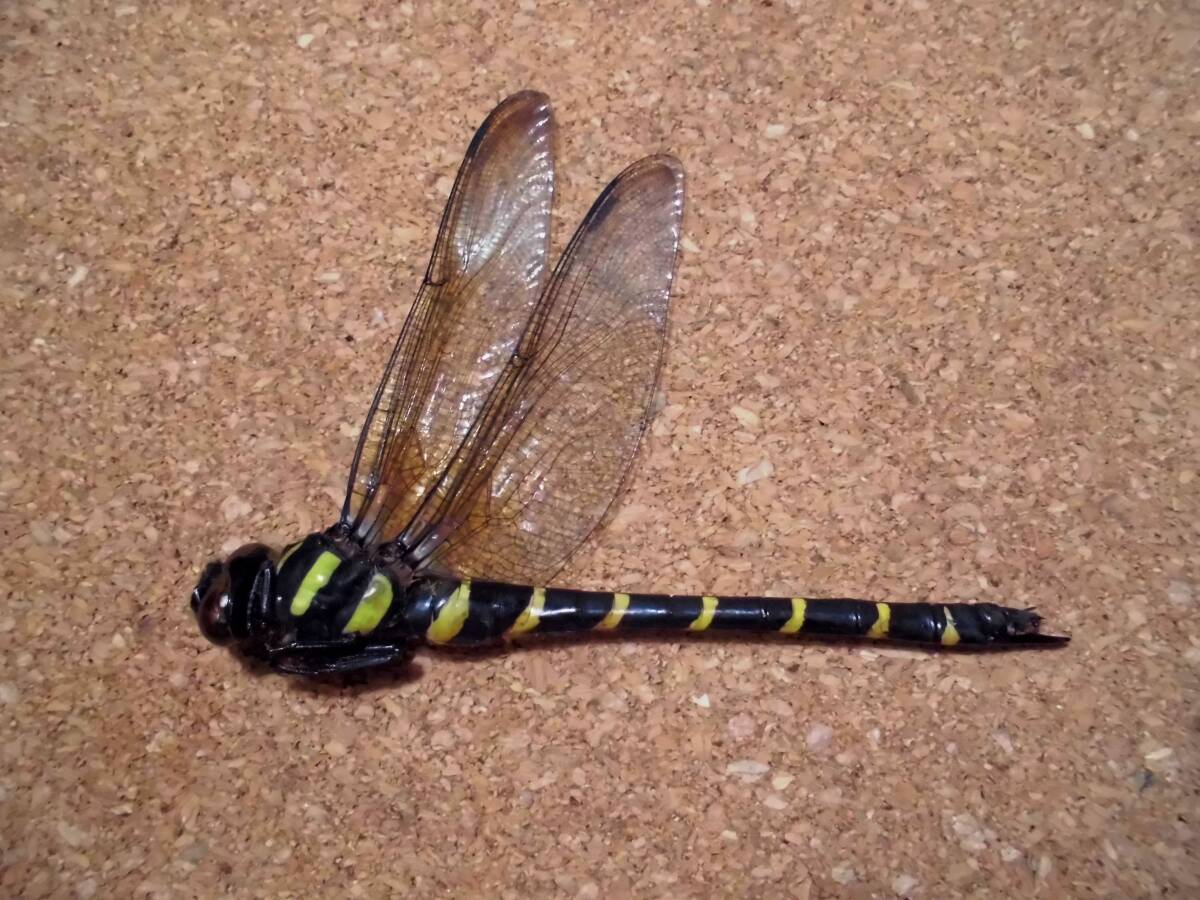 オニヤンマ ♀ メス 雌 ヤンマ とんぼ トンボ 昆虫 標本 千葉県産 検) 原色日本昆虫図鑑 マルタンヤンマ ヤブヤンマ クロスジギンヤンマ拍卖