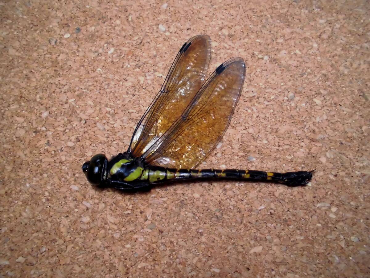 ヤブヤンマ 雌 ♀ 黄昏 ヤンマ とんぼ トンボ 昆虫 標本 東京産 検) 原色日本昆虫図鑑 マルタンヤンマ ネアカヨシヤンマ拍卖