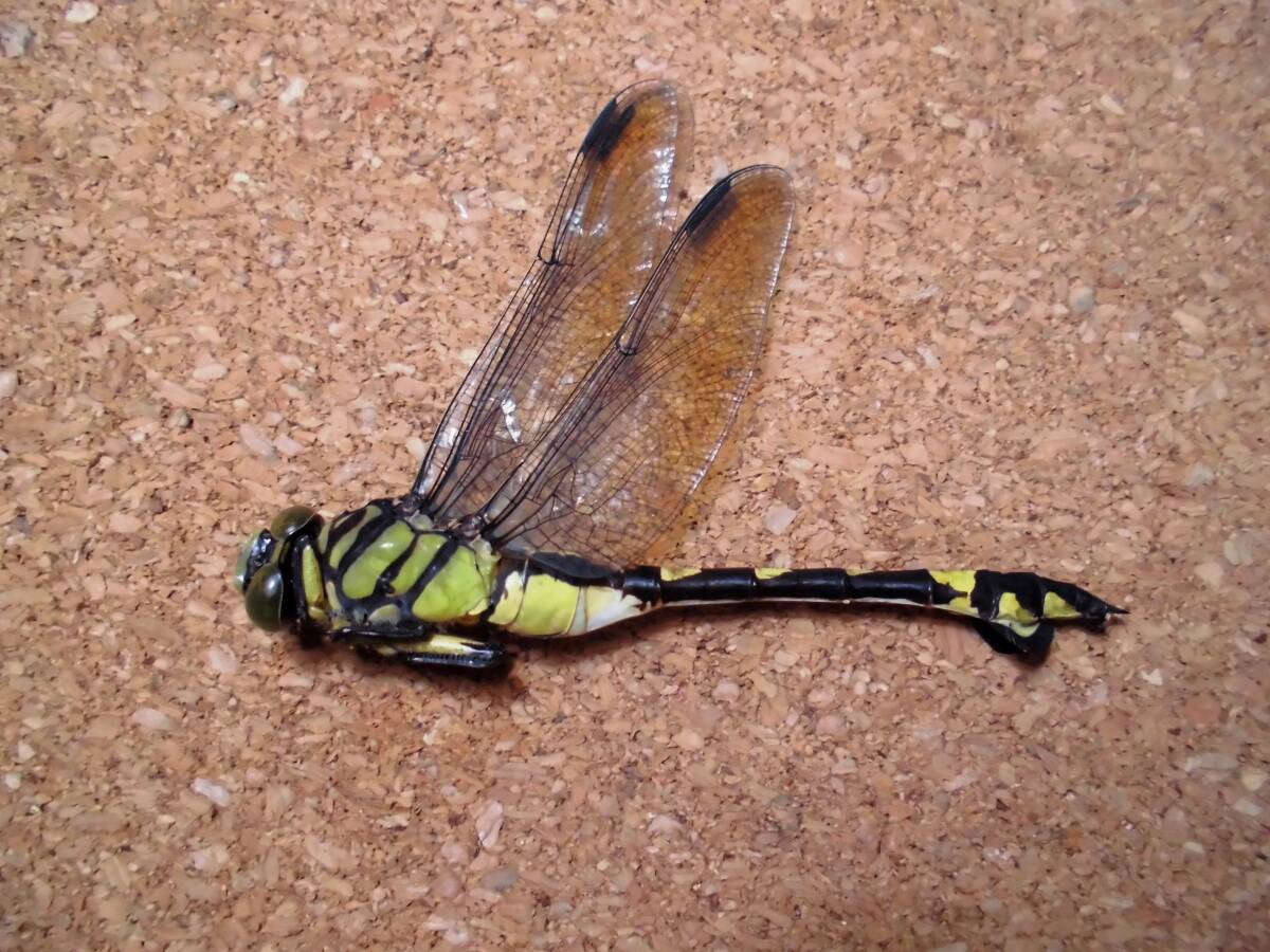 ウチワヤンマ ♀ 雌 めす ヤンマ とんぼ トンボ 昆虫 標本 東京産 検) 原色日本昆虫図鑑 ネアカヨシ ヤブ マルタン ヤンマ クロスジギン拍卖