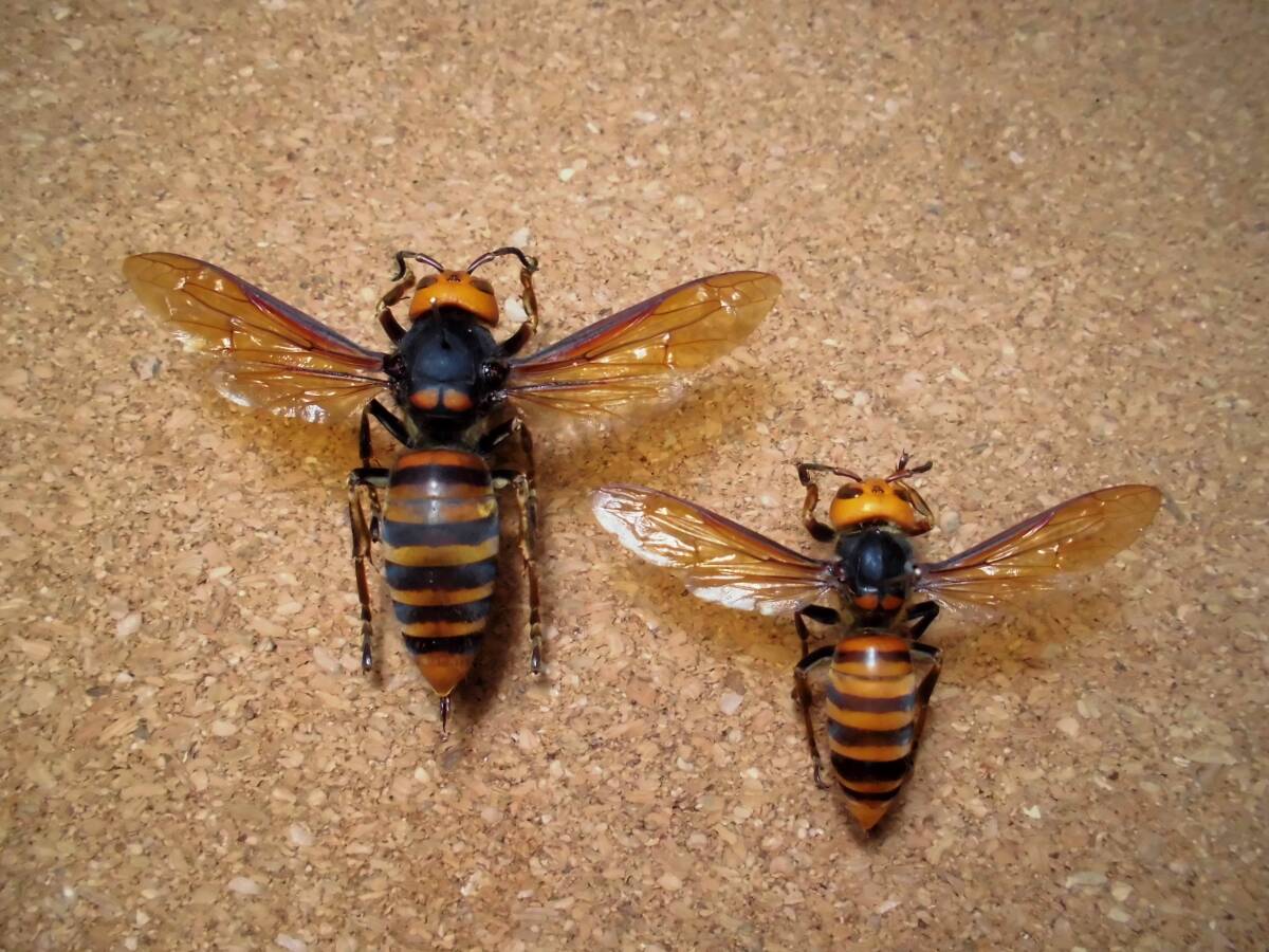 世界最大 オオスズメバチ女王 オオスズメバチワーカー 標本 限定セット 検) チョコQ 原色日本昆虫 図鑑 衛生害虫 カプセルQ拍卖