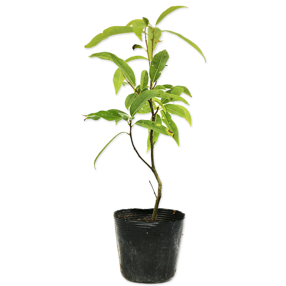 シラカシ 単木 0.3m 10.5cmポット 50本 苗拍卖