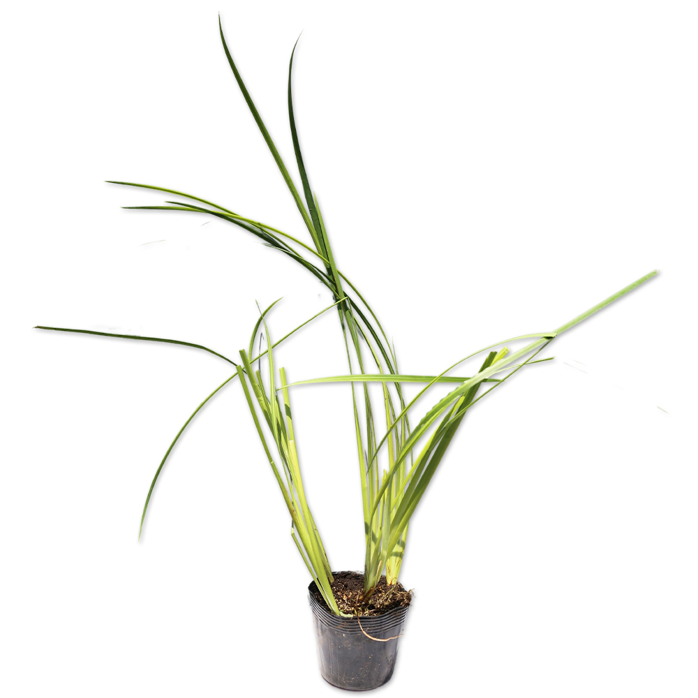 ハナショウブ (花色指定不可) 10.5cmポット 15個 苗拍卖