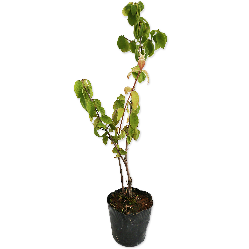 コバノガマズミ 0.3m 10.5cmポット 10本 苗拍卖