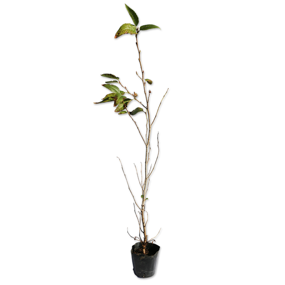 オオバヤシャブシ 0.5m 10.5cmポット 25本 苗拍卖