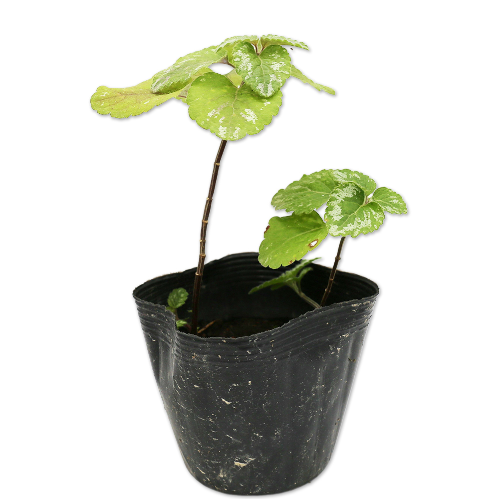 ラミウム ガレオブドロン 10.5cmポット 30個 苗拍卖