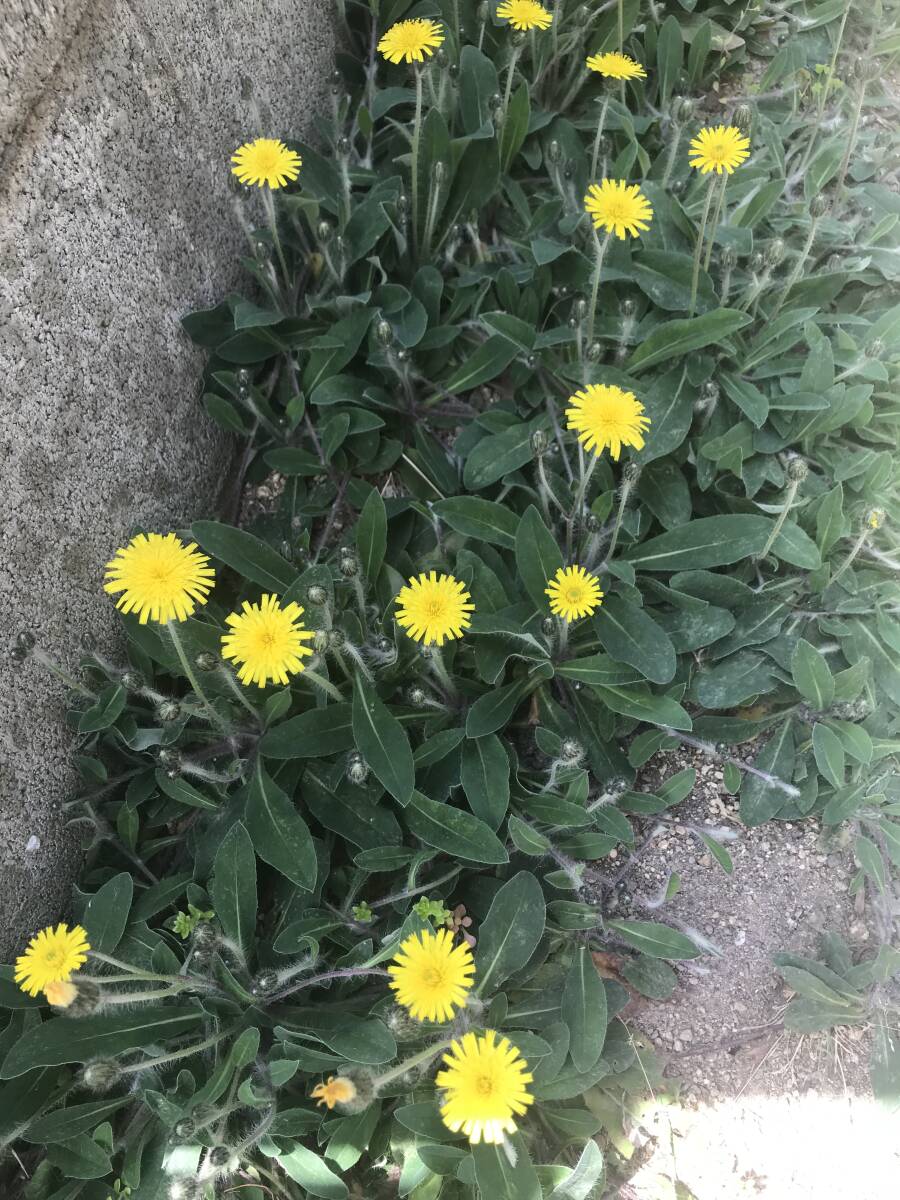 ★☆★【抜き苗】ブタナ?<3株>グランドカバー・雑草除去♪USED★☆★拍卖