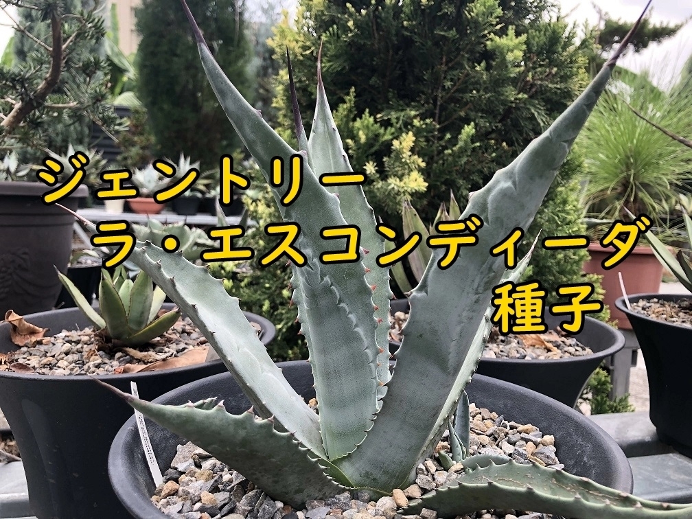 8月入荷 ジェントリー ラ・エスコンディーダ 種子10粒拍卖